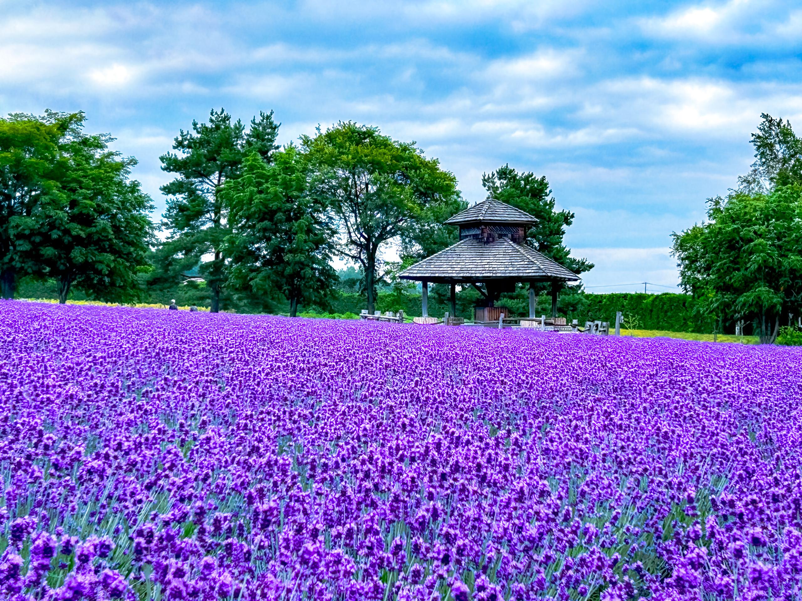 Tomita Farm