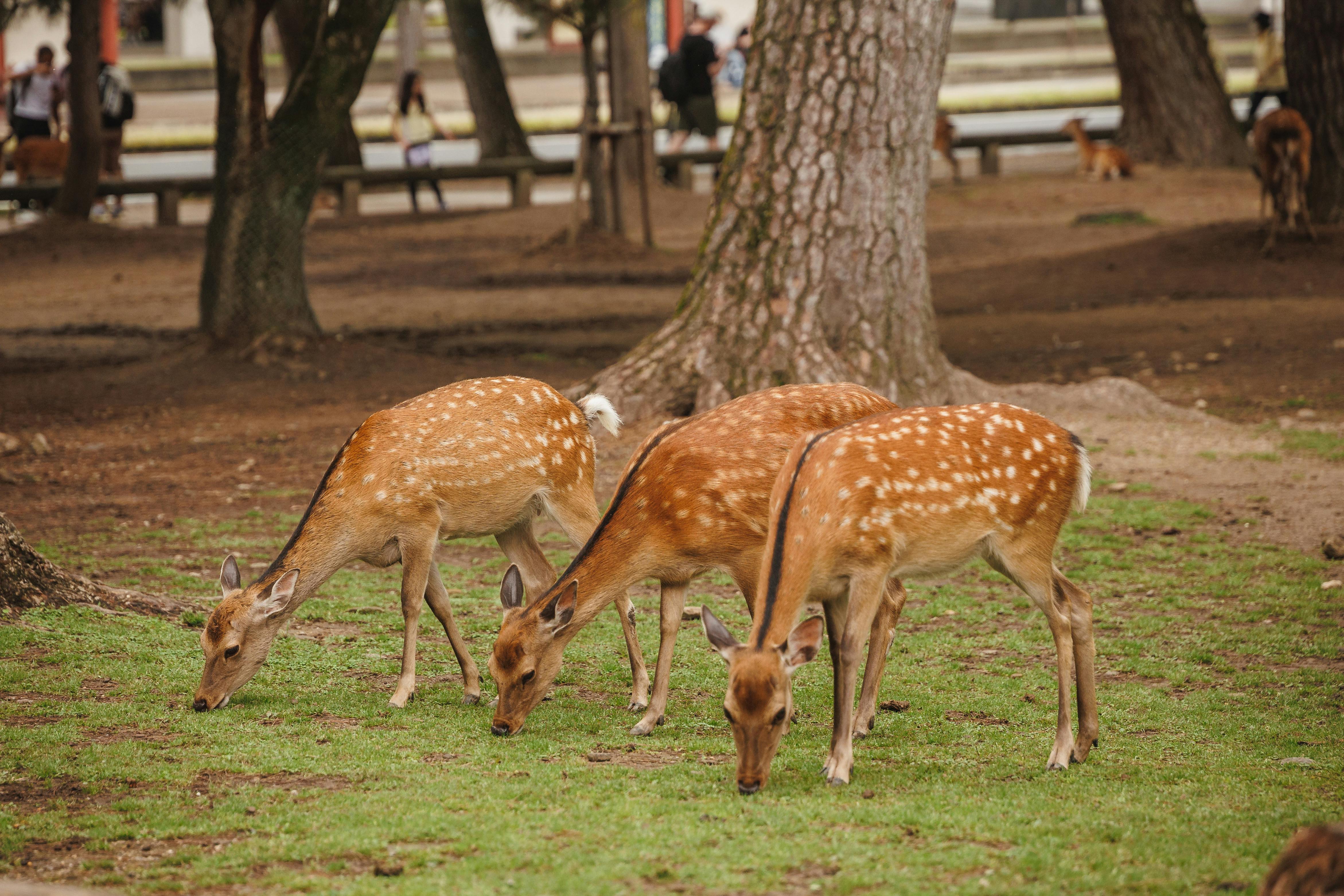 Nara Deer Park