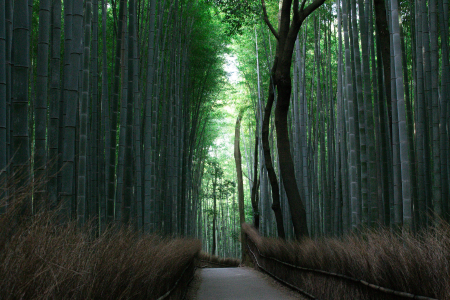 Arashiyama