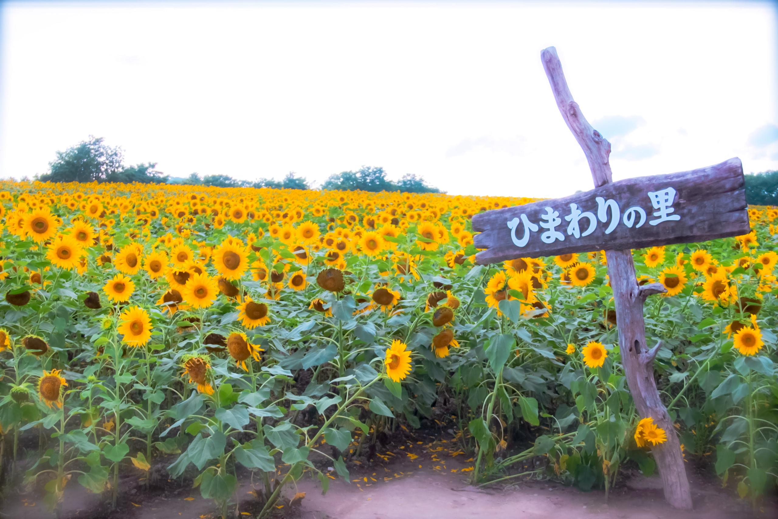 Hokuryu Sunflower Village